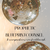 PROPHETIC BLUEPRINT COUNSEL + Structural Field Integration (2 hours)